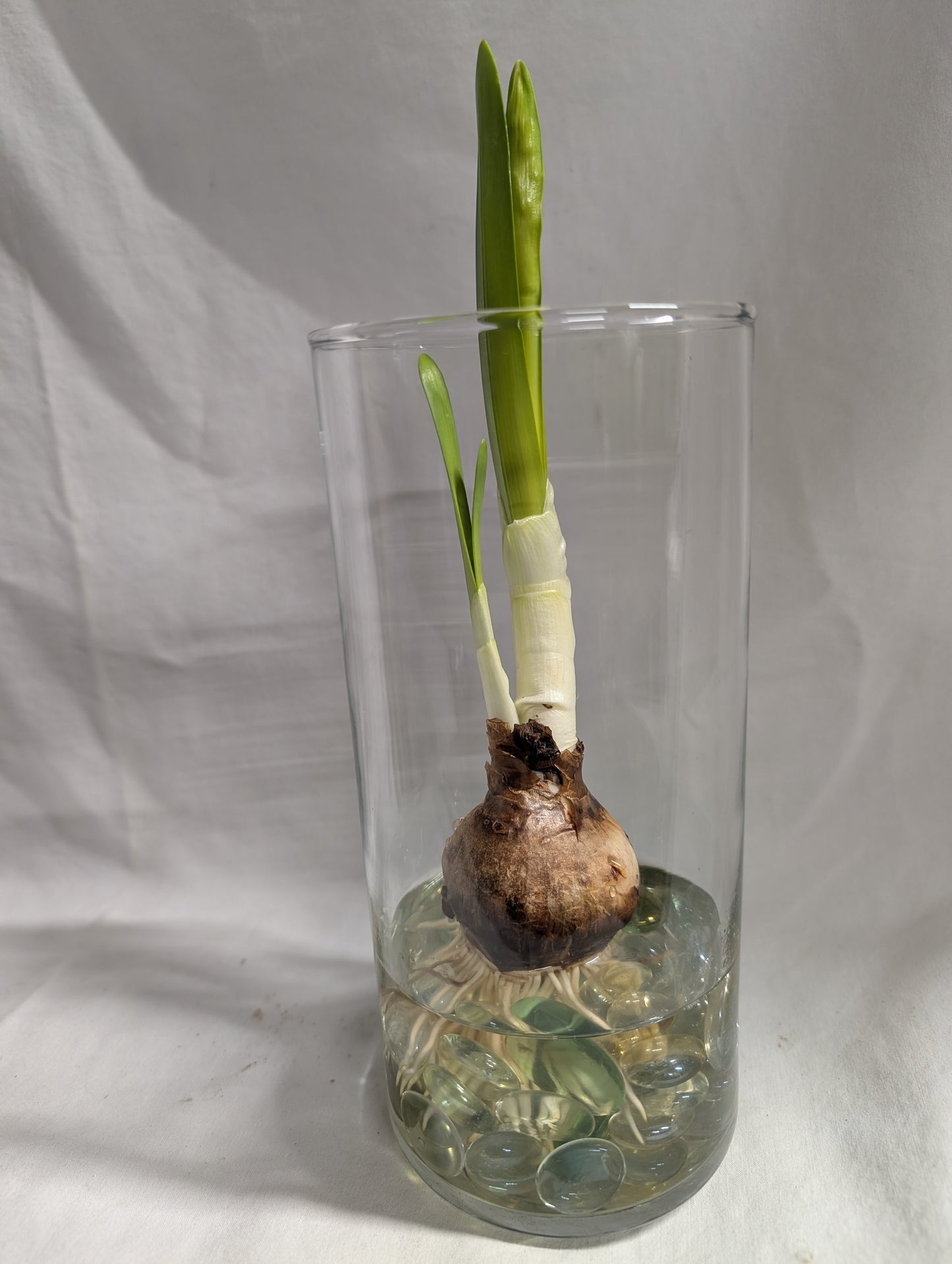 Paperwhite bulb in cylinder