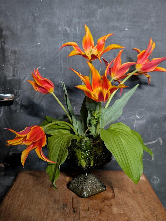 Special MCM Tulip Outrage